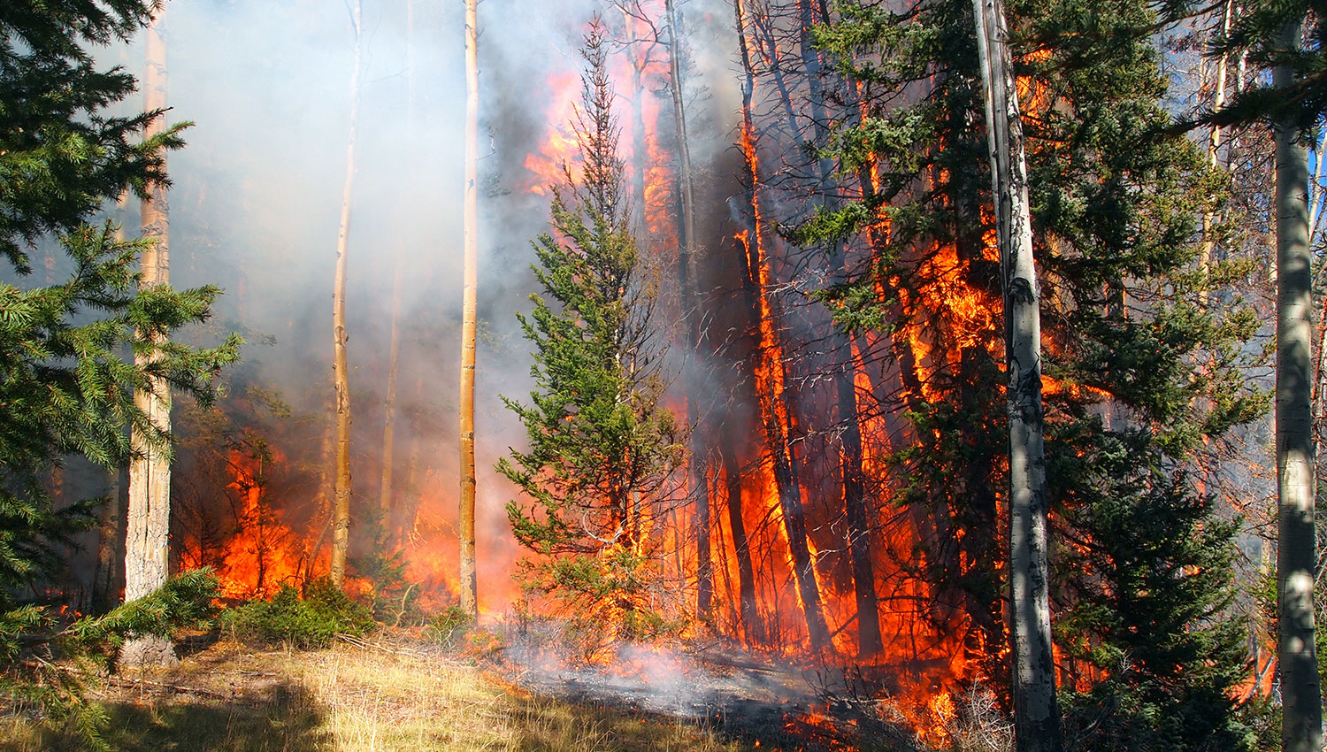 Use of Sirens for Forest Fires