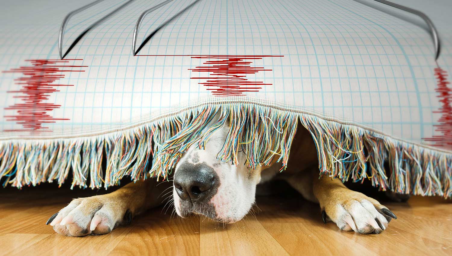 Могут ли животные чувствовать надвигающееся землетрясение?
