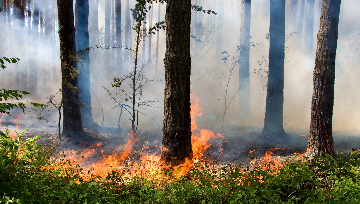 Battling the Blaze: How Early Warning System Can Combat Wildfires